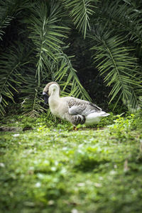View of bird on land