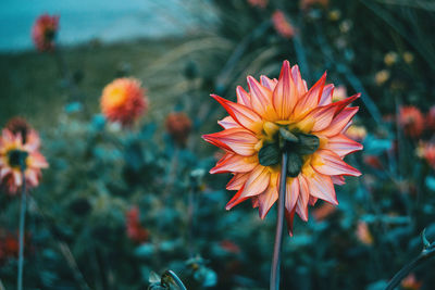 Close-up of orange flower against blurred background