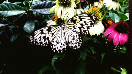 Close-up of pink flower blooming in garden