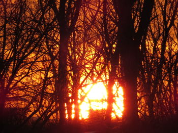 Silhouette of bare trees in forest at sunset