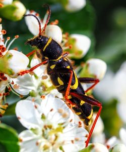 Close-up of bee pollinating flower