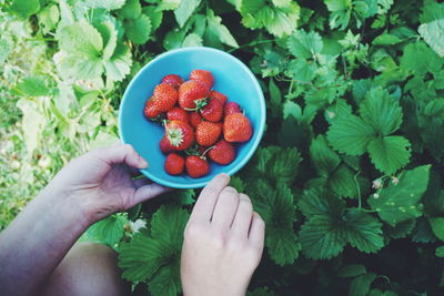 Cropped image of woman harvesting strawberries