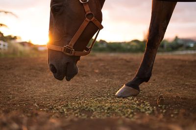 Low section of person on horse at field against sky