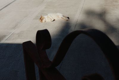 High angle view of cat on street
