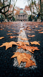 Close-up of dry leaves on sidewalk in city