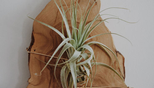 Directly above shot of plants on table against white background