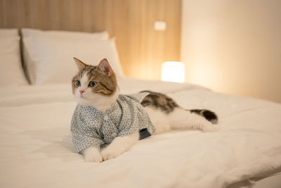 Travel japan concept with scottish cat wear japan style cloth