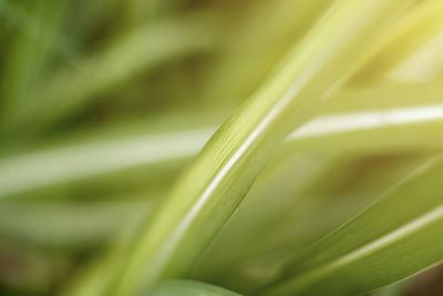 Close-up of plant