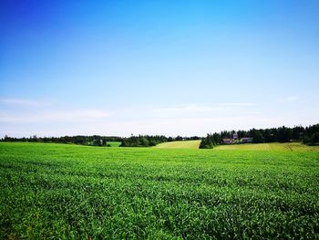 Scenic view of agricultural field against clear sky