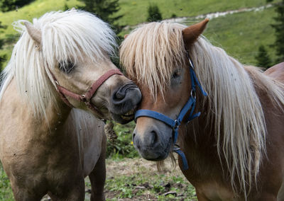 Horses in the field