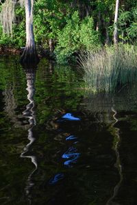 Scenic view of lake in forest