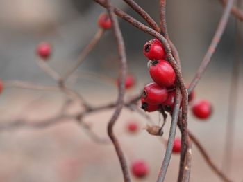 Close-up of red berries on branch