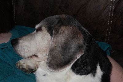 Close-up of dog sleeping on sofa