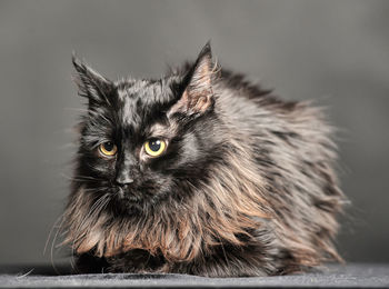 Close-up of a cat looking away