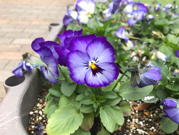 High angle view of purple flowering plant