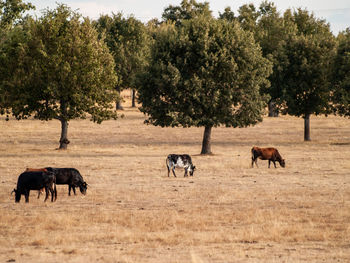 Horses in a field