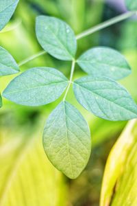 Close-up of fresh green leaves