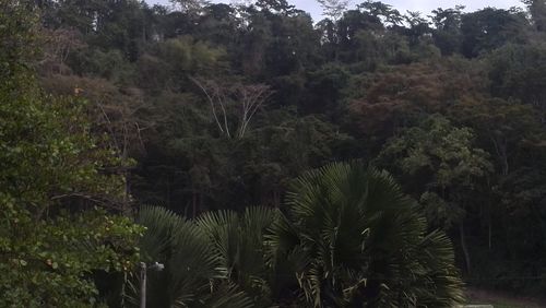 Scenic view of forest