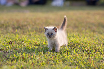 Close-up of cute kitten walking on grassy field