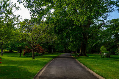 Road passing through forest