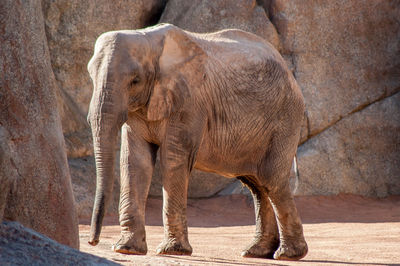 Full length of an animal in zoo