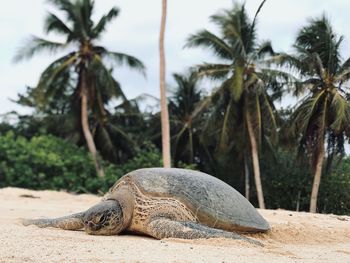 View of an animal on sand