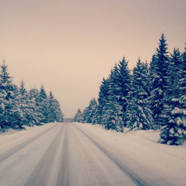 the way forward, tree, clear sky, diminishing perspective, road, transportation, copy space, tranquility, nature, vanishing point, growth, tranquil scene, beauty in nature, sky, no people, outdoors, empty road, season, winter, scenics