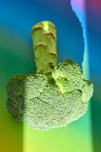 Close-up of green leaf on plant