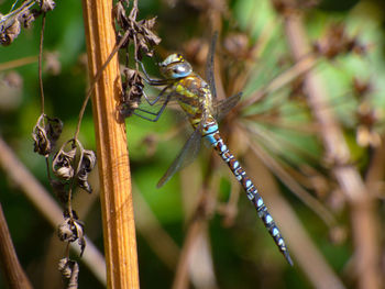 Close-up of dragonfly on plant resting 
