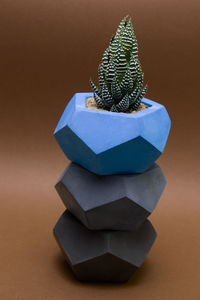 Close-up of potted succulent plant on brown background