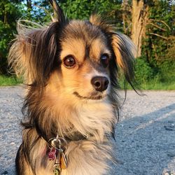 Close-up portrait of dog