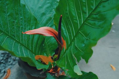 High angle view of green leaves on plant