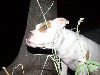 Close-up of white dog