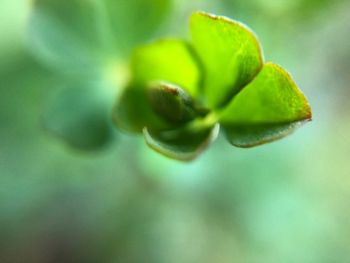 Close-up of flower bud