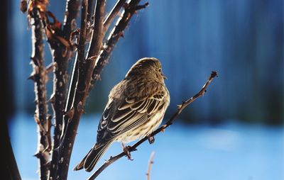 Close-up of bird perching on tree against sky