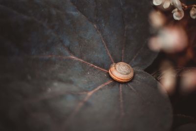 Close-up of snail on rock