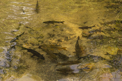 High angle view of fish in sea