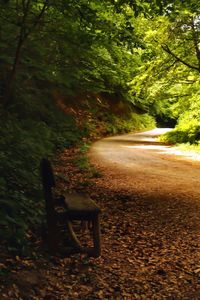 Empty road in forest