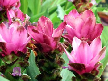 Close-up of pink flowers blooming outdoors