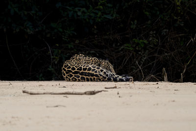 Jaguar, panthera onca, is a large felid species, lying on sand bank on cuiaba river in the pantanal