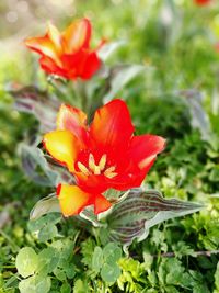 Close-up of red flower blooming outdoors