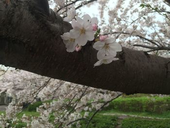 Pink flowers blooming on tree