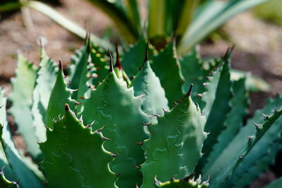 Close-up of succulent plant