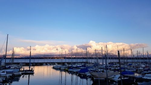 Sailboats moored in harbor