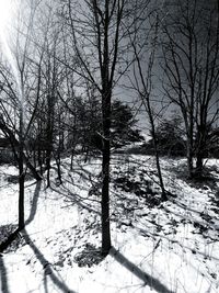 Bare trees on snow covered landscape