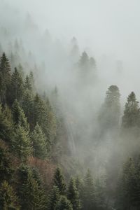 Pine trees in forest during foggy weather