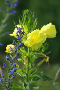 Close-up of yellow flowers blooming outdoors