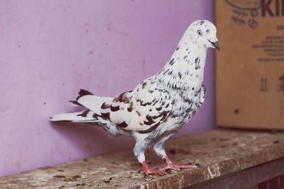 Close-up of pigeon perching on table 