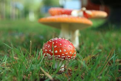 Close-up of mushroom growing on field