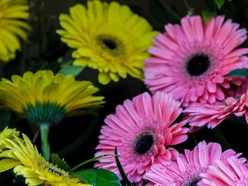 Close-up of pink daisy flowers